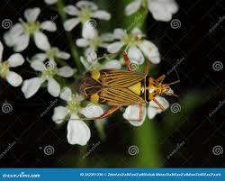 Attēlu rezultāti vaicājumam “Rhabdomiris striatellus”