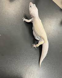 Attēlu rezultāti vaicājumam “Lycogala irregulare sessile”