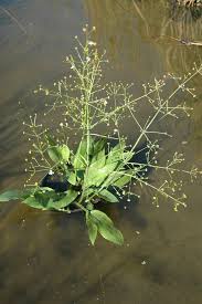 Attēlu rezultāti vaicājumam “Alisma plantago-aquatica”