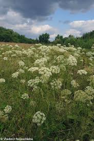 Attēlu rezultāti vaicājumam “Cnidium dubium”