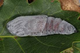 Attēlu rezultāti vaicājumam “Catocala fraxini”