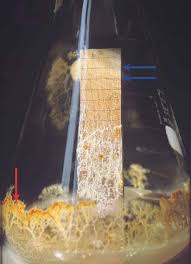 Attēlu rezultāti vaicājumam “Crustoderma dryinum”