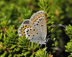 Attēlu rezultāti vaicājumam “Plebejus idas underside”