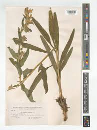 Image result for Campanula moesiaca