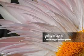 Image result for Strohblume