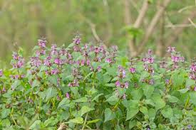 Attēlu rezultāti vaicājumam “Lamium maculatum”