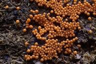 Attēlu rezultāti vaicājumam “Trichia botrytis”