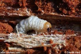 Attēlu rezultāti vaicājumam “Ceruchus chrysomelinus”