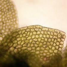 Attēlu rezultāti vaicājumam “Calypogeia neesiana”