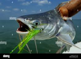 Image result for Bagre marinus