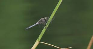 Attēlu rezultāti vaicājumam “Libellula depressa”