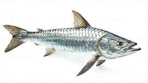 Image result for Megalops atlanticus