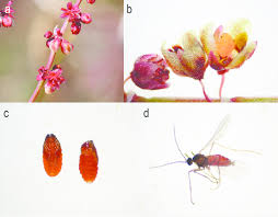 Attēlu rezultāti vaicājumam “Rumex acetosa bud”