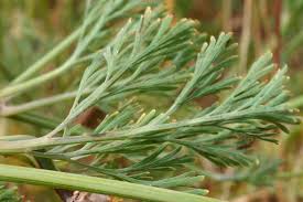 Attēlu rezultāti vaicājumam “Eschscholzia californica leaf”