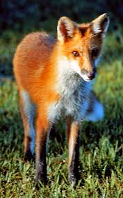 Attēlu rezultāti vaicājumam “Vulpes vulpes”