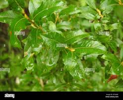 Attēlu rezultāti vaicājumam “Salix myrsinifolia leaf”