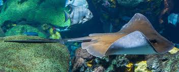 Image result for Hypanus americanus