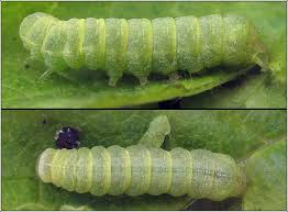 Attēlu rezultāti vaicājumam “Mamestra brassicae”