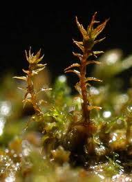 Attēlu rezultāti vaicājumam “Pottiales”