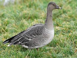 Attēlu rezultāti vaicājumam “Anser serrirostris”