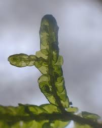 Attēlu rezultāti vaicājumam “Porella cordaeana”