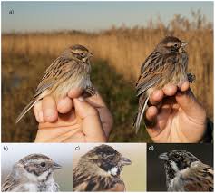 Attēlu rezultāti vaicājumam “Emberiza schoeniclus”