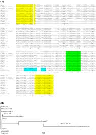 Attēlu rezultāti vaicājumam “Harpanthus flotovianus cells”