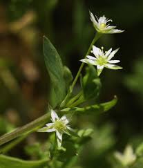 Attēlu rezultāti vaicājumam “Stellaria uliginosa”