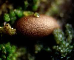 Attēlu rezultāti vaicājumam “Enteridium variabile macro”