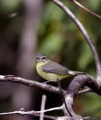 Image result for Vireo philadelphicus