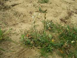 Attēlu rezultāti vaicājumam “Silene tatarica”