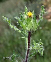 Image result for Cnicus benedictus