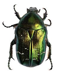 Attēlu rezultāti vaicājumam “Cetonia aurata”