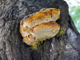 Attēlu rezultāti vaicājumam “Inonotus leporinus”