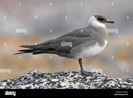 Attēlu rezultāti vaicājumam “Stercorarius parasiticus adult”