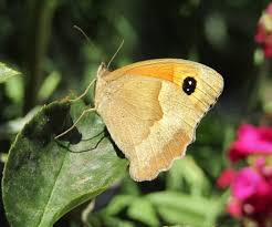 Attēlu rezultāti vaicājumam “Maniola jurtina”