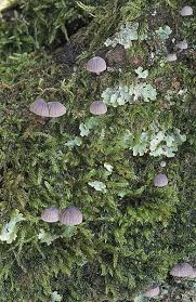 Attēlu rezultāti vaicājumam “Mycena pseudocorticola”