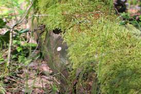 Attēlu rezultāti vaicājumam “Reticularia jurana”