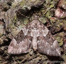 Attēlu rezultāti vaicājumam “Thera variata”