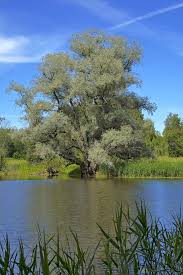 Attēlu rezultāti vaicājumam “Salix alba var. sericea”