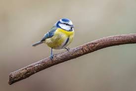 Image result for Cyanistes caeruleus