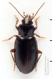 Attēlu rezultāti vaicājumam “Tachyta nana”