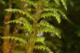 Attēlu rezultāti vaicājumam “Palustriella falcata”