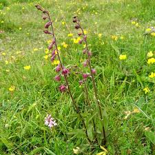 Attēlu rezultāti vaicājumam “Epipactis atrorubens leaf”