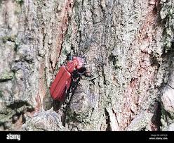 Attēlu rezultāti vaicājumam “Cucujus cinnaberinus larva”