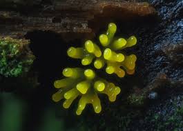 Attēlu rezultāti vaicājumam “Ceratiomyxa fruticulosa macro”