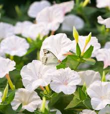 Image result for Mirabilis jalapa