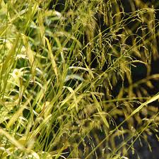 Attēlu rezultāti vaicājumam “Milium effusum flower”