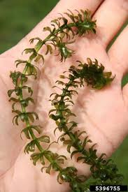 Attēlu rezultāti vaicājumam “Hydrilla verticillata leaf”