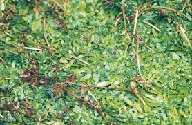 Attēlu rezultāti vaicājumam “Callitriche verna”